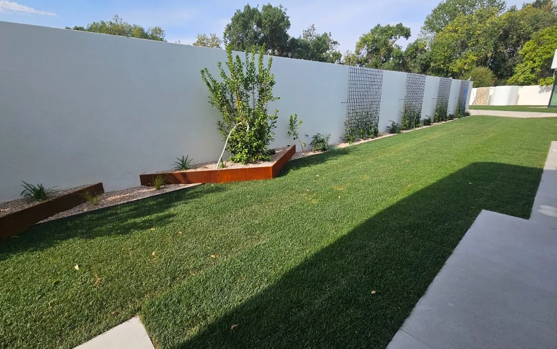 Olivo en un patio de piedra, frente a la vivienda